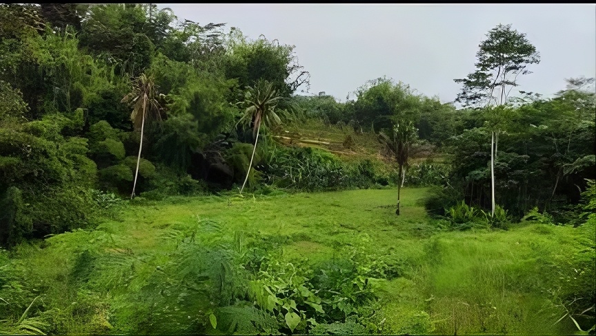 Lahan kebun hijau luas Tajinan Malang